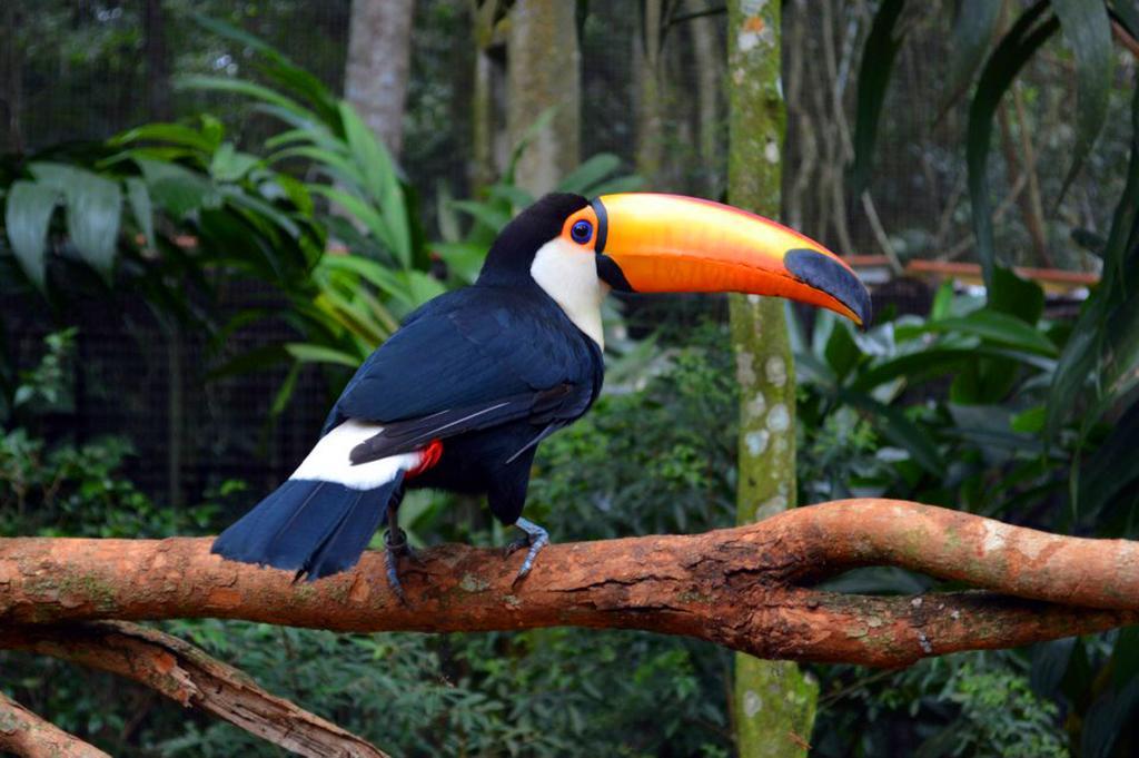 Posada Del Chaman Iguazu Puerto Iguazú Exteriér fotografie